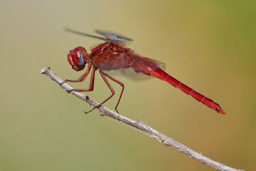 Libelula (Crocothemis erythraea)