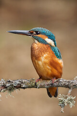 Martin pescador (Alcedo atthis)
