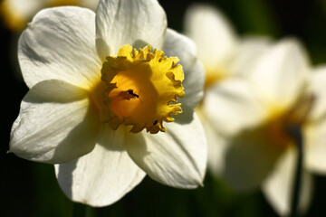 Bright beams of the day sun do white petals and a yellow crown of flowers of narcissuses transparent.