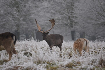 some fallow deer in a field covered in hoar frost