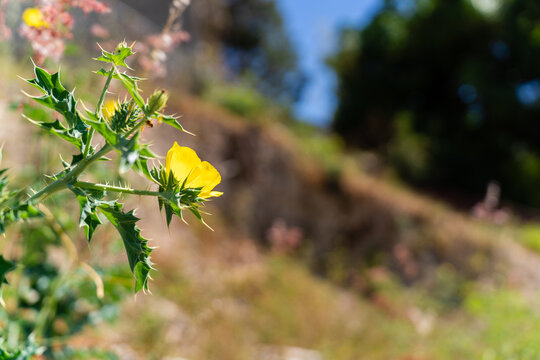 Yellow Mexican prickly poppy flower, wildflower weed referred to scientifically as Argemone 