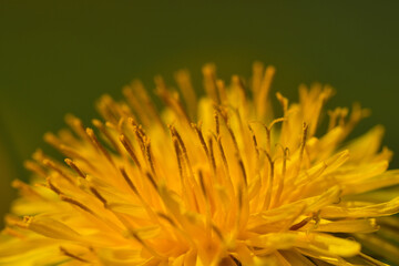 Macro of Taraxacum officinale, the dandelion or common dandelion - yellow flower in spring