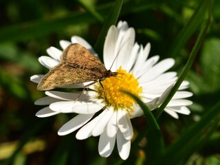 Macro of Pyrausta despicata, the straw-barred pearl, brown moth, butterfly with long antenna