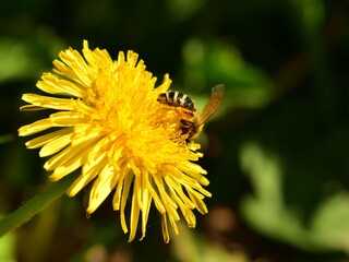 Macro of honey bee on Taraxacum officinale, the dandelion or common dandelion - yellow flower in spring