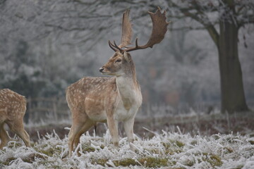 some fallow deer in a field covered in hoar frost