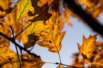 Orange oak foliage close up