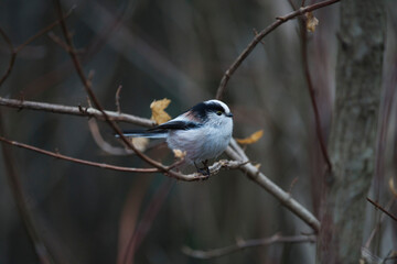 Schwanzmeise im Winter