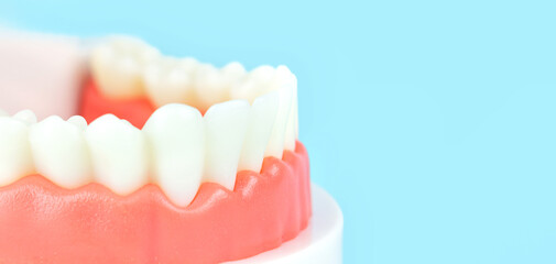 Dentistry conceptual photo. Close-up individual tooth tray Orthodontic dental theme. Dental Model....