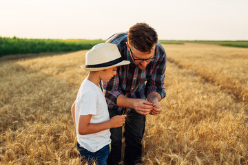 Naklejka na ściany i meble Father and son examine wheat crops in the field