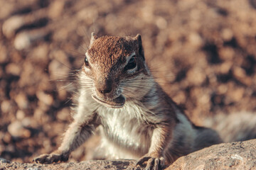 chipmunk on the ground