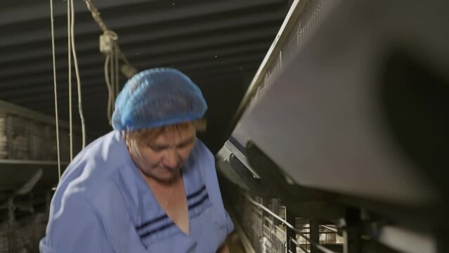 Farmer putting the chicken animals inside the agriculture poultry cages. Agriculture farmer enclosing the white chickens. Agriculture farmer placing the chickens inside the cages. Livestock.
