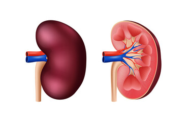 Vector realistic healthy human kidney, whole and in section. Vessels of the artery and vein of the kidney. Human internal organs. Illustration isolated on white background