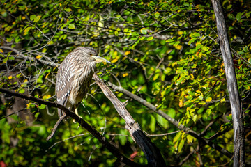 Black-crowned night heron perched in a tree along the St. Lawrence River