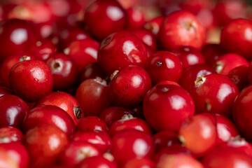 Red ripe cranberries harvested in swamps