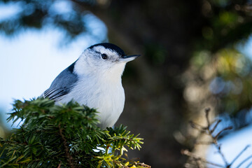 Obraz premium White-breasted Nuthatch perched in a tree in a national park.