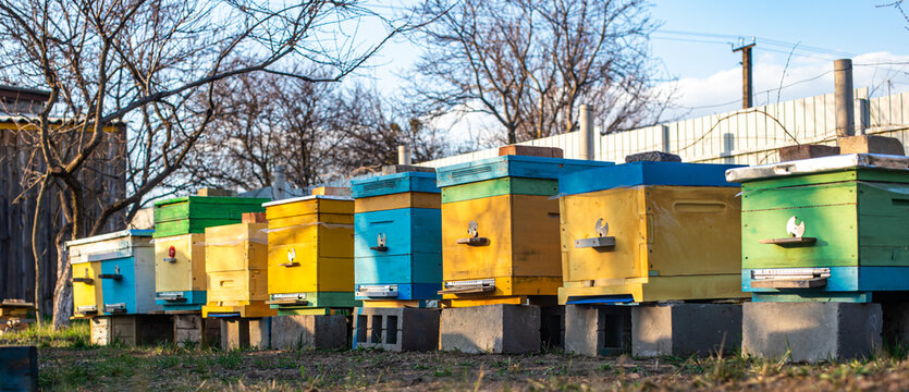 Colorful Wooden And Plastic Hives Against Blue Sky In Summer. Apiary Standing In Yard On Grass. Cold Weather And Bee Sitting In Hive.