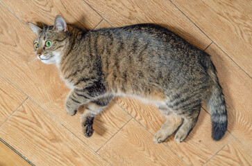 Striped domestic cat lies on the floor on the side
