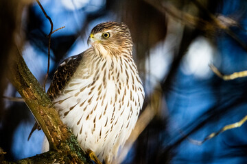 Cooper’s hawk perched in a tree and looking for prey on the ground.