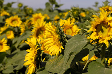 Beautiful blooming flowers sunflowers in the field