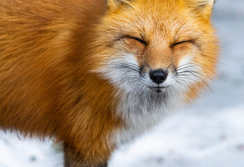 Fototapeta premium A red fox investigating our camp site in a national park.