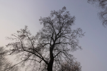 Fototapeta na wymiar Bare deciduous trees in autumn cold weather