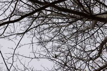 Bare trees in the autumn season