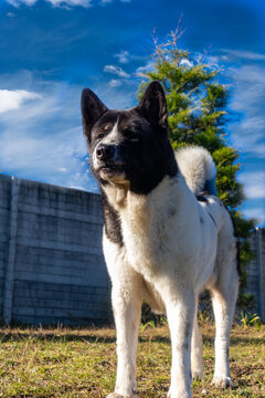 Akita Americano en su Maximo esplendor