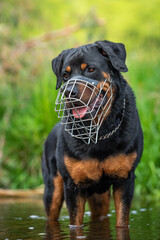 Rottweiler in water