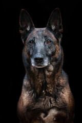 Belgian shepherd dog
