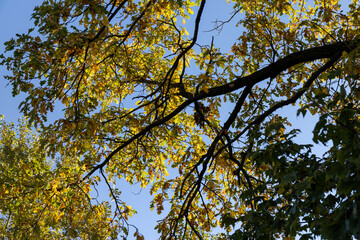 Yellowing and falling foliage of deciduous trees in autumn