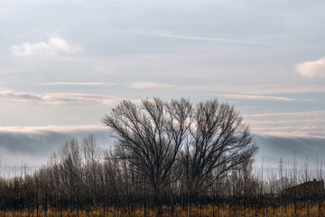 Beautiful winter scenery of foggy farmland at early morning at sunrise. Grassland with trees in the foreground. Alcarria, Guadalajara
