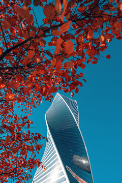 Moscow, Russia - 16 October, 2022: Moscow International Business Center (MIBC). Moscow City in autumn leaves. Evolution Tower and red leaves. Autumn in Moscow.