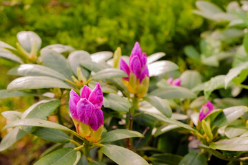 Bush of pink rhododendron with young unopened flower buds close-up in early spring. Pink rhododendron flower buds prepare to bloom in the springtime
