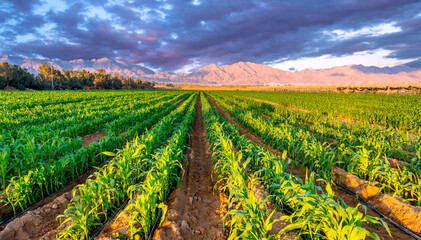 Panorama. Field with young plants of selected corn.  Image depicts advanced sustainable and GMO free agriculture industry in arid and desert areas of the Middle East

