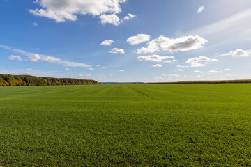 A farmer's field where wheat is grown to harvest grain