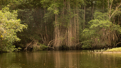 Discover the Beauty of Mangrove Forests 