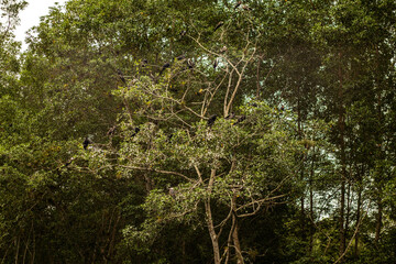 Discover the Beauty of Mangrove Forests 