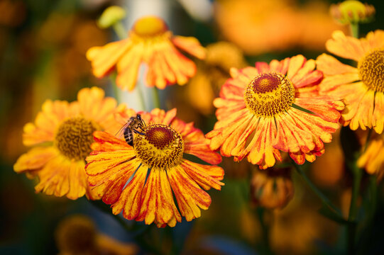 Bee on a flower in the garden. Shallow depth of field.