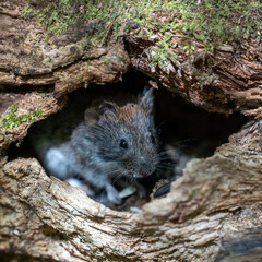 A close up of a cute and funny forest mouse looks out of a hole in the trunk of a fallen tree overgrown with moss in the forest with blurred background