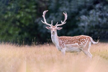 Fototapeta premium Fallow deer
