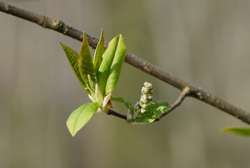 First spring budds. Macro shot. Space for copy text