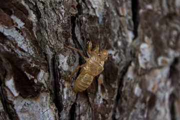 A closeup of a cicada's shell in a tree