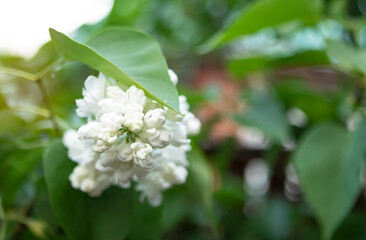 white lilac flowers in the garden