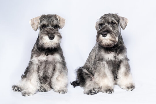Two white and gray miniature schnauzer dogs sit side by side on a light background. Bearded miniature schnauzer puppies
