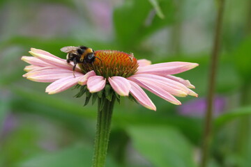 Bumblebee on flower