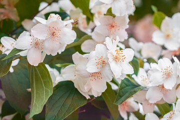 Light Jasmine mock-orange Philadelphus flowers on shrub, natural background