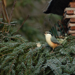 Nuthatch bird sits on fir branches at the feeding station