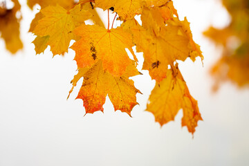 Photo of yellow maple leaves on a tree