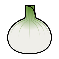 太い線で描かれたカットイラスト / 1個の新玉ねぎ