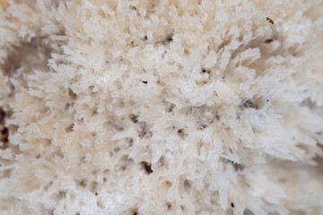 Background photo of white mushroom